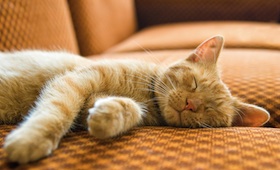 tiere-alleine-zuhause Tiere allein Zuhause